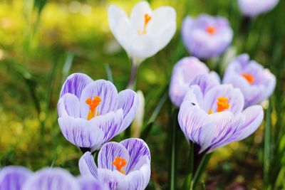 Close-up of purple crocus blooming outdoors