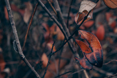 Close-up of dry leaves on branch