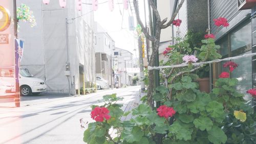 Plants in a city