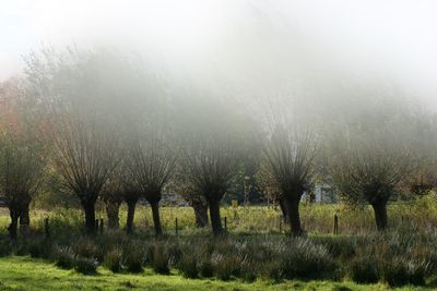 Trees on field against sky