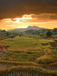 Scenic view of agricultural field against sky during sunset