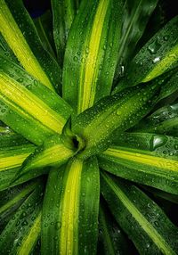 Full frame shot of wet leaf