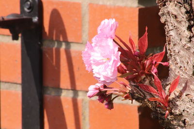 Close-up of pink flowering plant