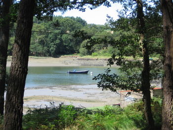 Scenic view of lake in forest