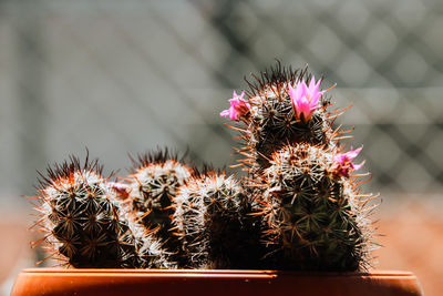 Close-up of cactus plant in pot