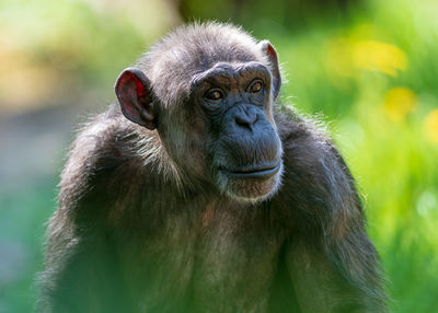 Chimpanzee resting in the grass