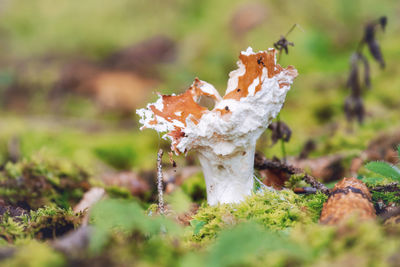 Close-up of mushroom growing on plant