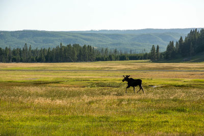 Horse standing in a field