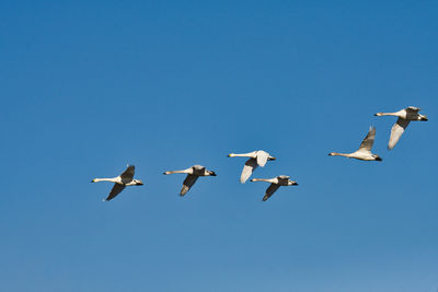 Low angle view of seagulls flying in sky