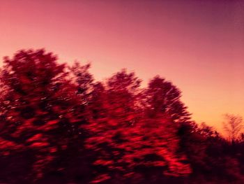 Low angle view of trees against sky