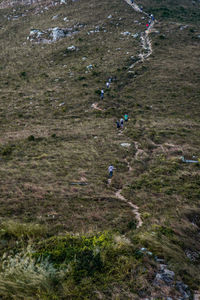 High angle view of horse in grass