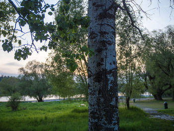 Trees on landscape against sky