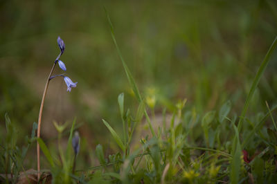 Close-up of purple flowering plant on field