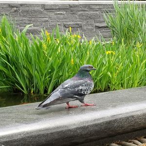 Bird perching on a wall