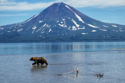 Bear in lake against mountain during winter