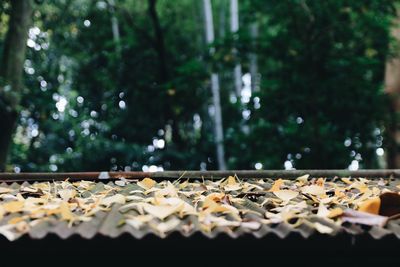 Close-up of leaves falling on plant