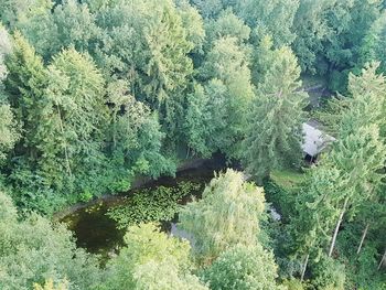 High angle view of plants growing in forest