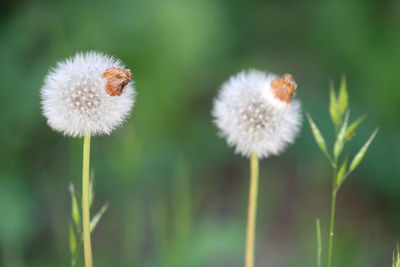 Close-up of white dandelion flower