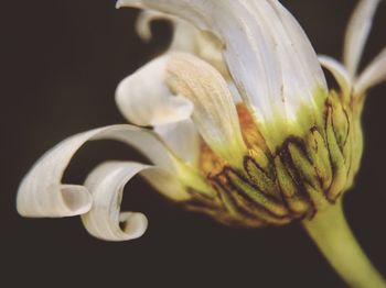 Close-up of flower over black background