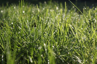 Full frame shot of raindrops on grass