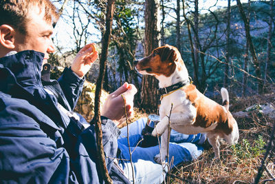 Dogs sitting in a forest