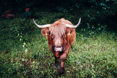 Portrait of a horse on field