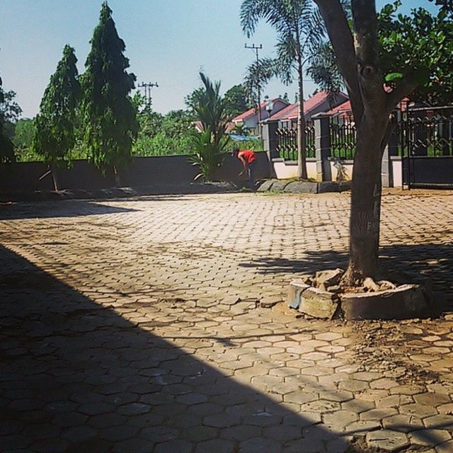 tree, cobblestone, building exterior, paving stone, shadow, sunlight, built structure, architecture, sidewalk, footpath, chair, potted plant, bench, growth, street, empty, absence, day, outdoors, pavement