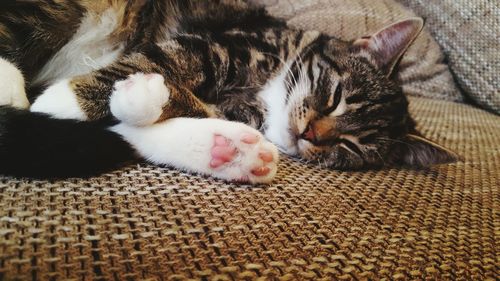 Cat sleeping on couch