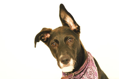 Portrait of dog against white background