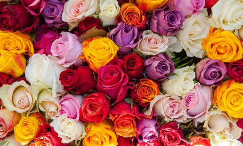 Full frame shot of colorful flowers