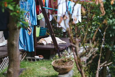 Plants hanging from tree