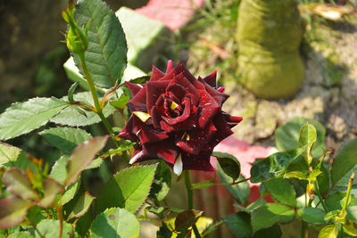 Close-up of red rose plant