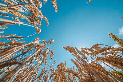 Low angle view of crops at farm against blue sky