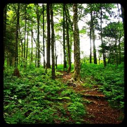 Trees in forest