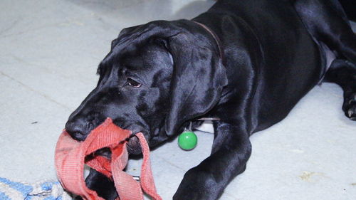 High angle view of dog looking away