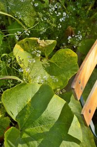 High angle view of water drops on leaves