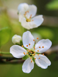 Close-up of white cherry blossom