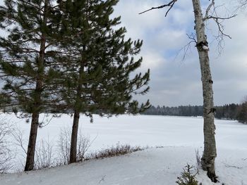 Trees on snow covered field against sky
