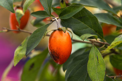 View of persimmon fruits on the tree during autumn