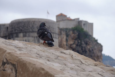 Bird perching on rock