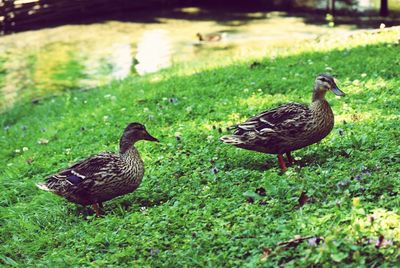 Close-up of ducks on grass