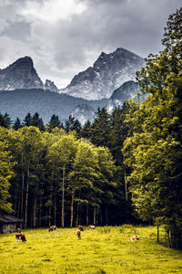 Trees on landscape against mountains