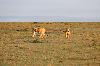 Horse grazing on field