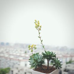 Close-up of plant against blurred background