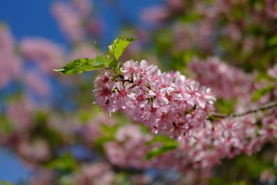 Close-up of cherry blossom