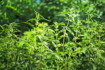 Close-up of plant growing on field