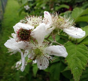 Close-up of white flowers