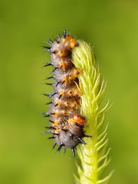 Close-up of spikey caterpillar 