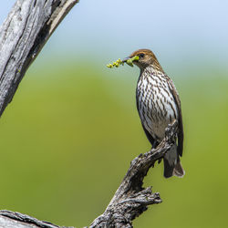 Low angle view of bird perching on branch