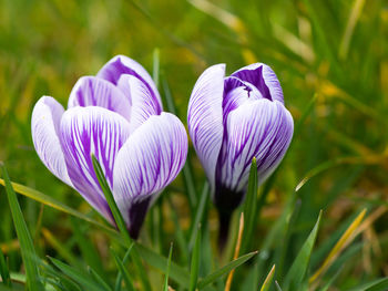 Close-up of purple crocus blooming outdoors